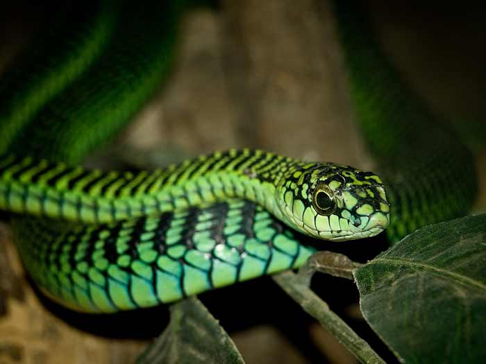 Close-up of a boomslang snake through glass at the snake centre near our campsite in the Ngorongoro Conservation Area