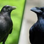 Crow vs Raven Key Differences