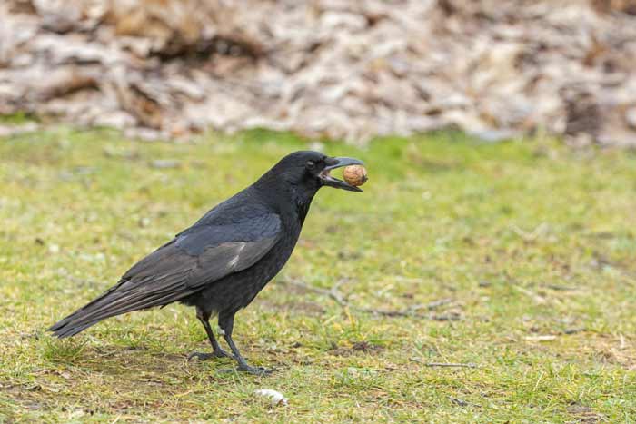 Crow with walnut standing on a meadow