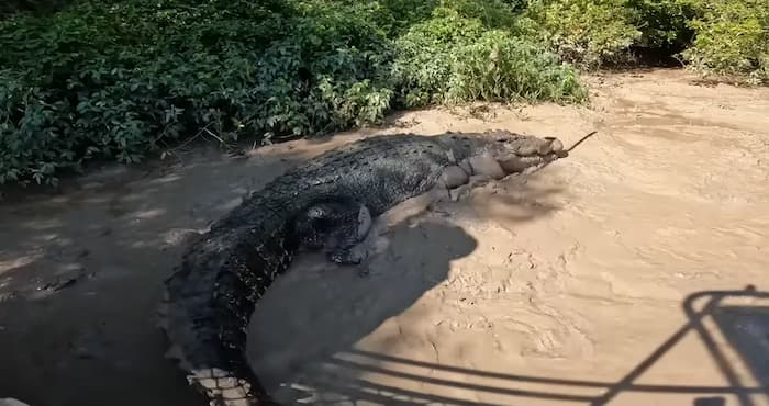 Largest crocodiles ever recorded: Dominator, the saltwater giant

