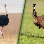 Emu vs Ostrich