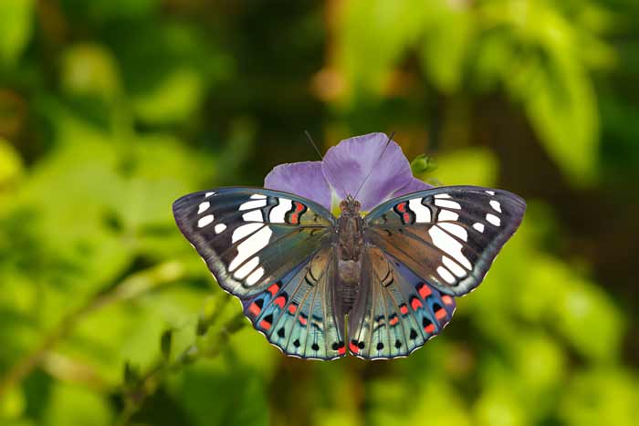 Dorsal view of Common Gaudy Baron butterfly ( Euthalia lubentina ) on flower