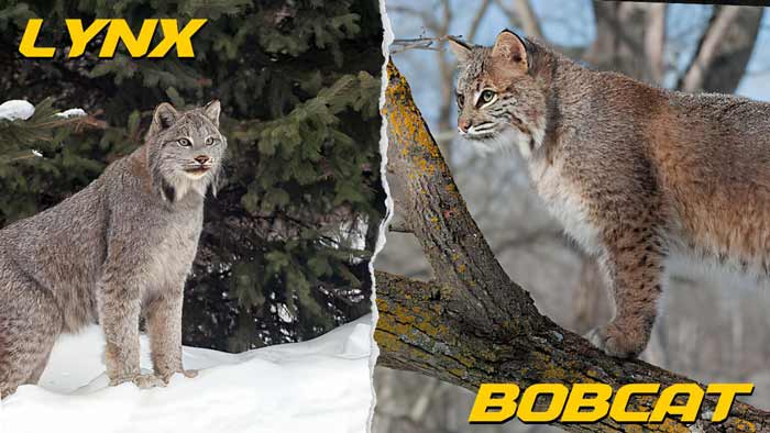 Lynx vs Bobcat