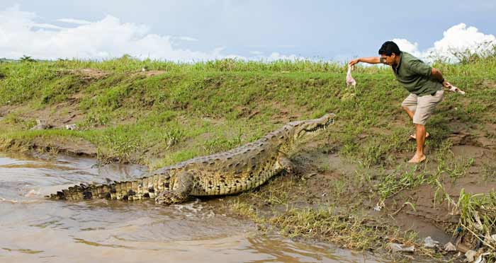 Man feeding a crocodile in costa rica