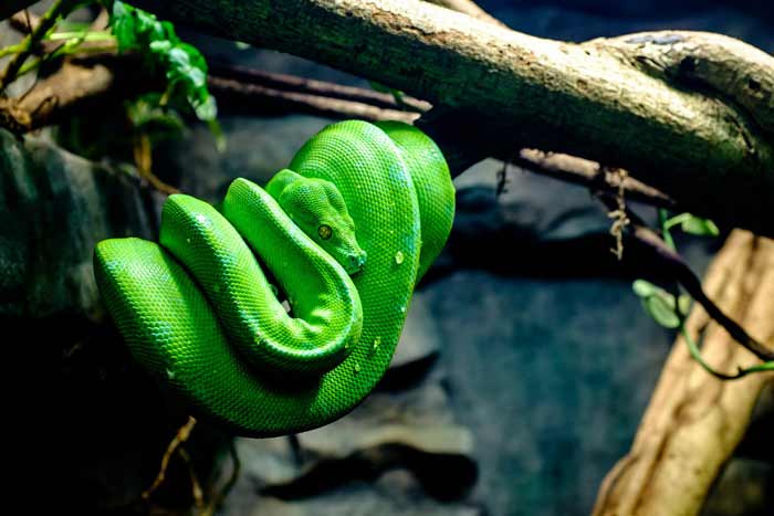 Morelia viridis, commonly known as the green tree python, is a species of python found in New Guinea, islands in Indonesia, and Cape York Peninsula in Australia