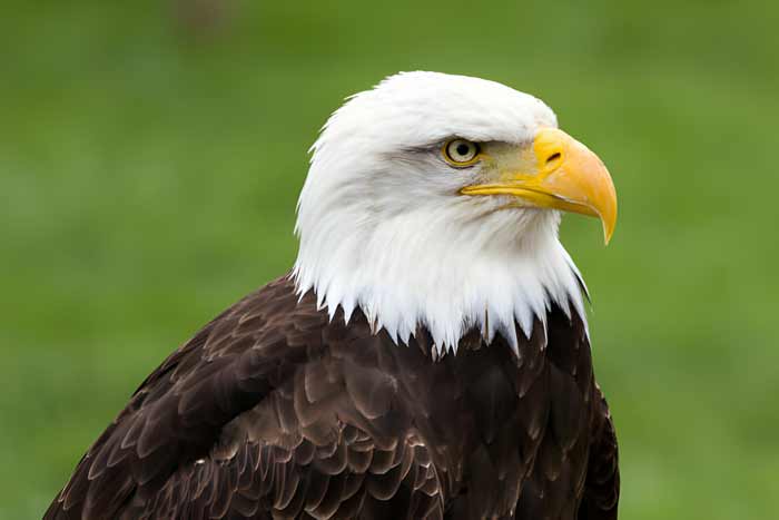 Portrait of a majestic bald eagle