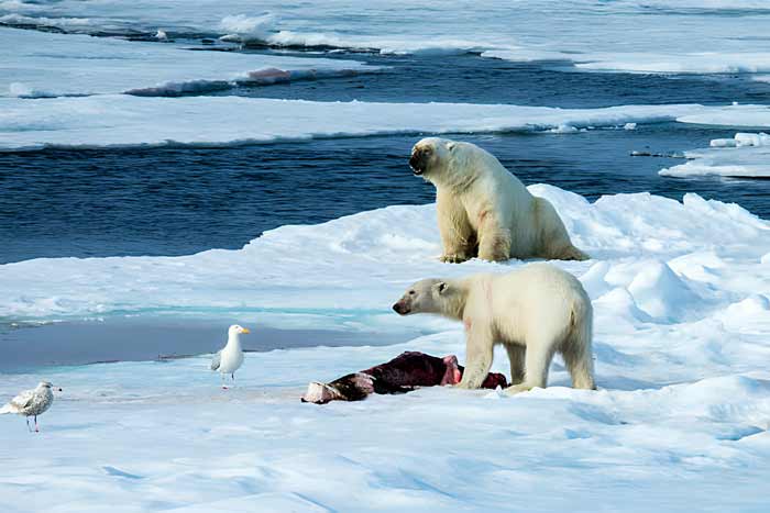 Two polar bears eating a killed seal on a small ice floe
