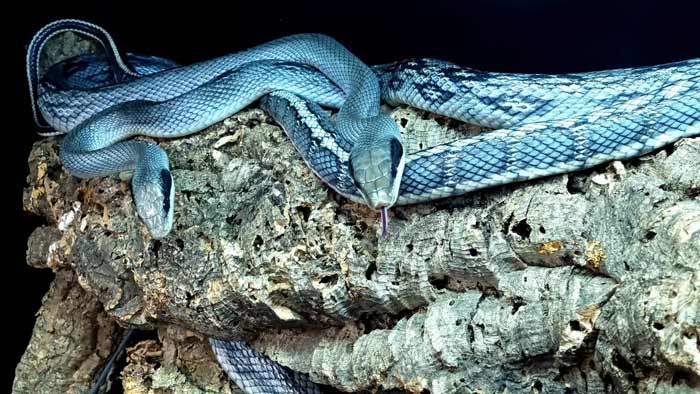 Vietnamese Blue Beauty Snake