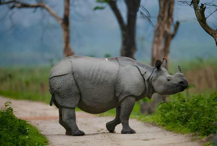 Wild Great one-horned rhinoceros is standing on the road in India