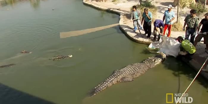 Yai, the hybrid Siamestuary crocodile
