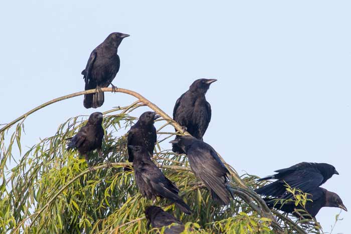 american crow group