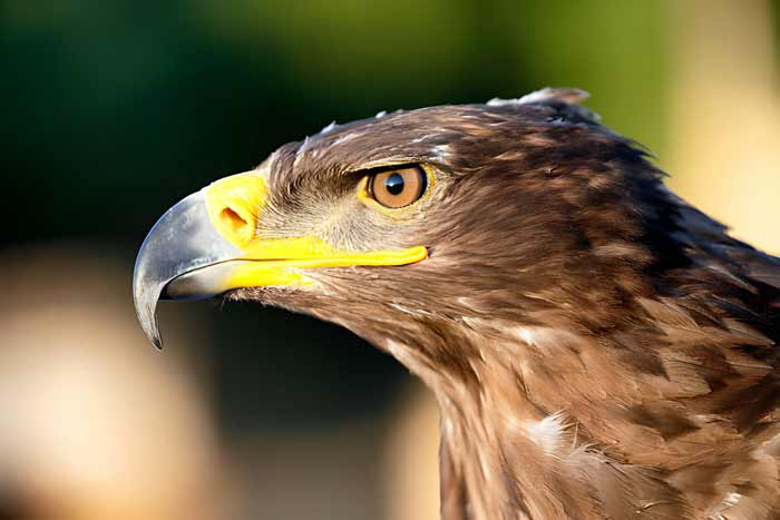 Golden Eagle Beak