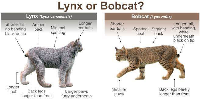 Difference Between a Lynx and a Bobcat