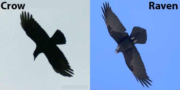 tail of crow and raven