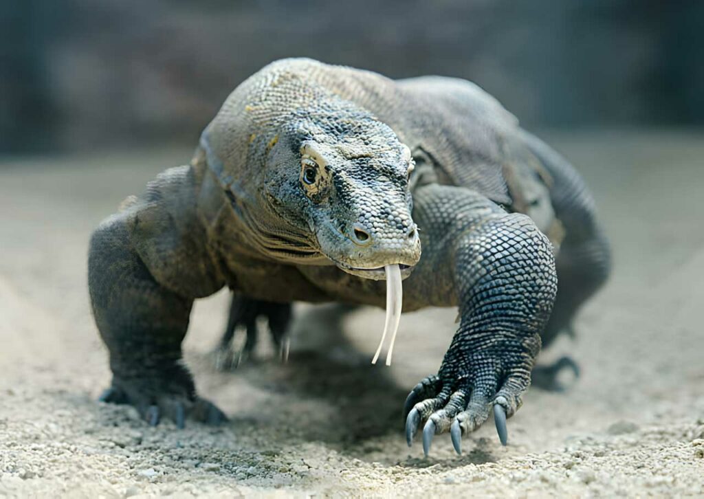 A Japanese Komodo dragon prowling in the sand