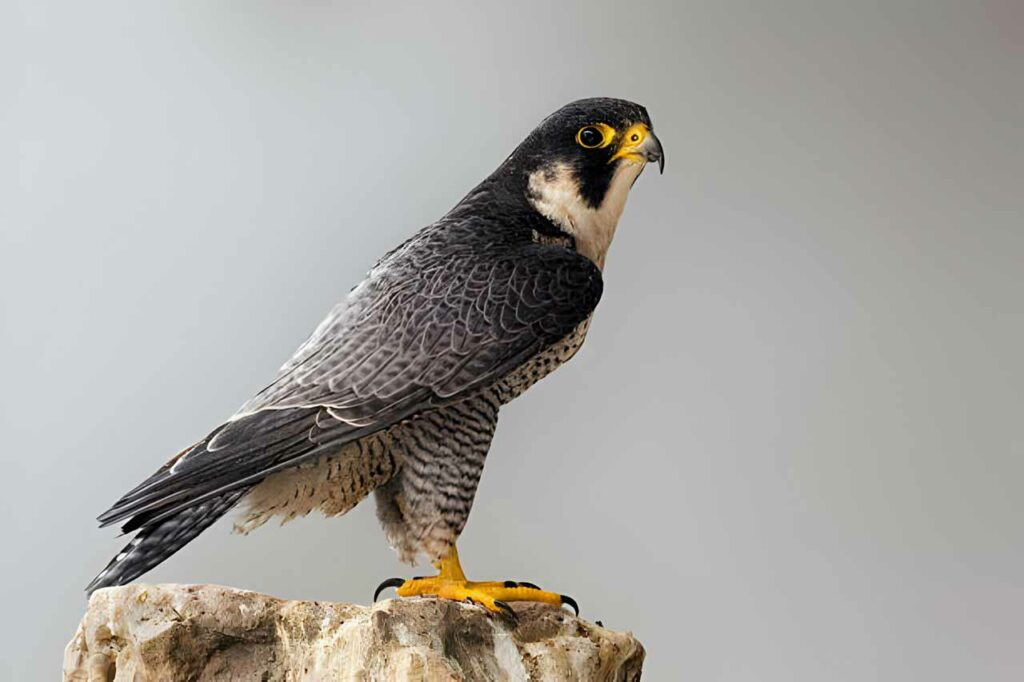 A Peregrine Falcon perched on a rock