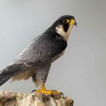 A Peregrine Falcon perched on a rock