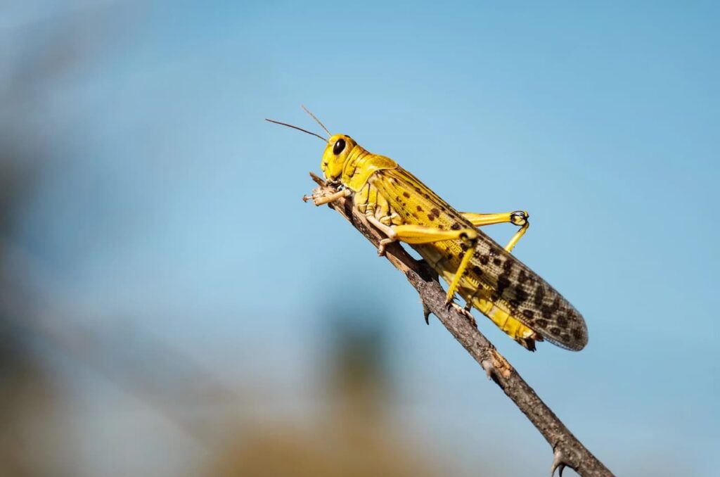 A locust on a shea tree