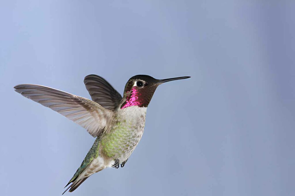 Annas Hummingbird in mid flight