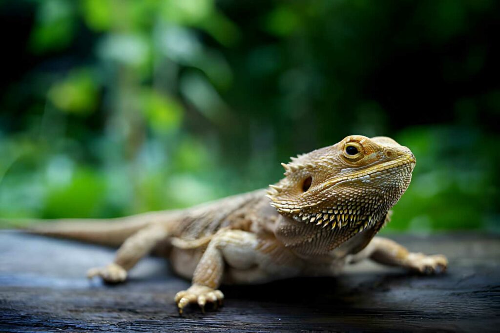 Close up of Bearded Dragon, standing on wood