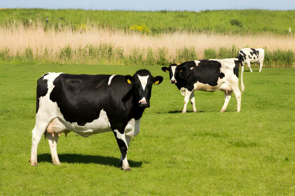 Black and white Holstein Friesian cow grazing in grassland