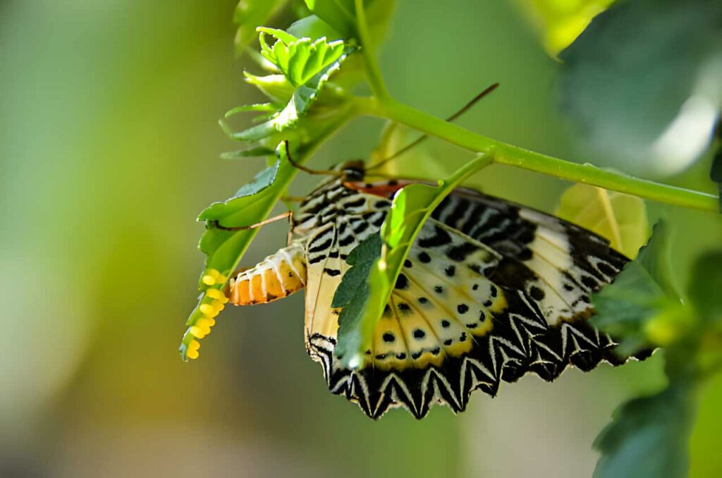 Butterfly laying eggs on green leaf