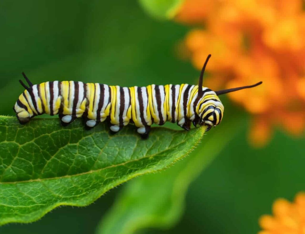 Caterpillar of the monarch butterfly Danaus plexippus feeding on a milkweed plant