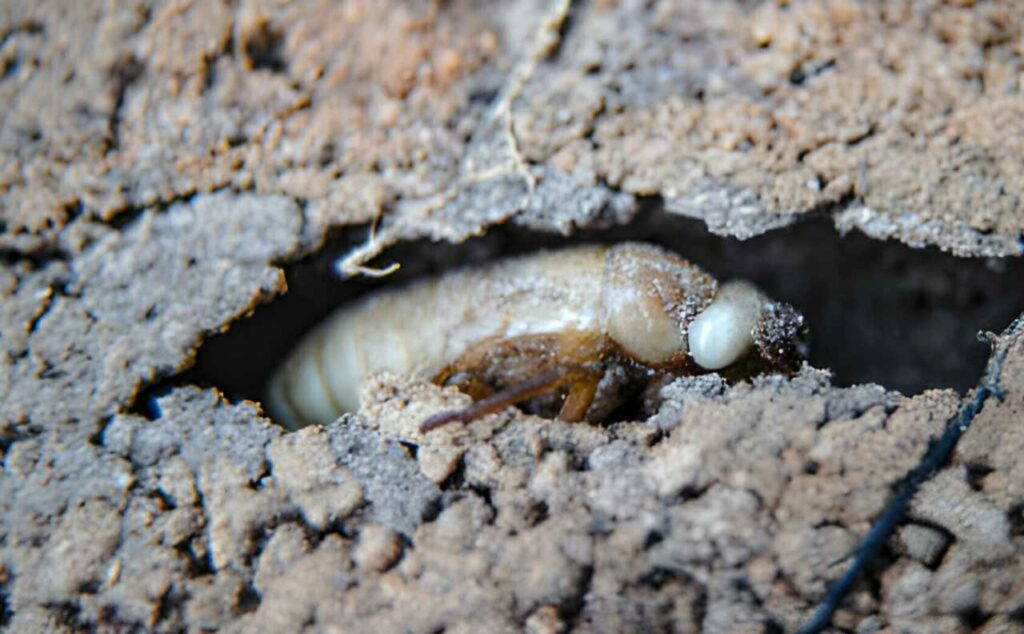 Cicada larvae are living in underground burrows