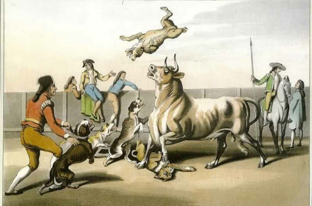 Dogs in a Bull fighting