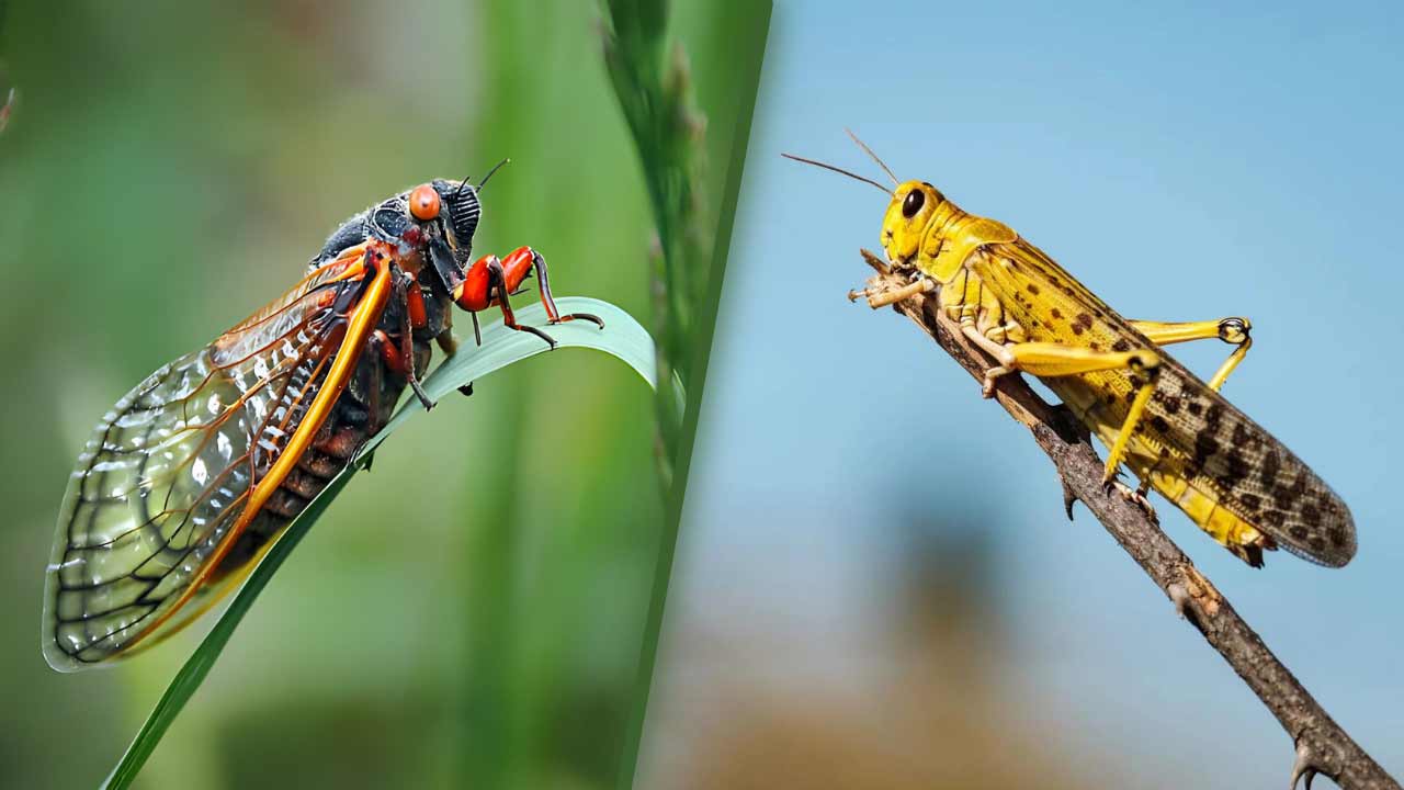 Locust vs Cicada