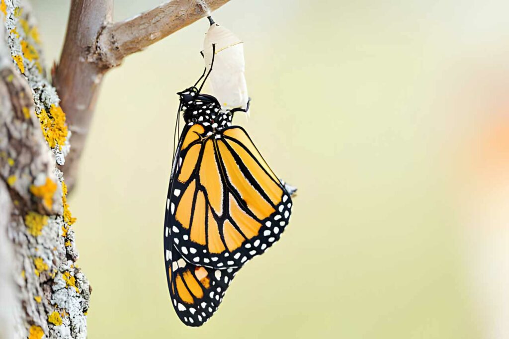 Monarch butterfly after emerging from the cocoon