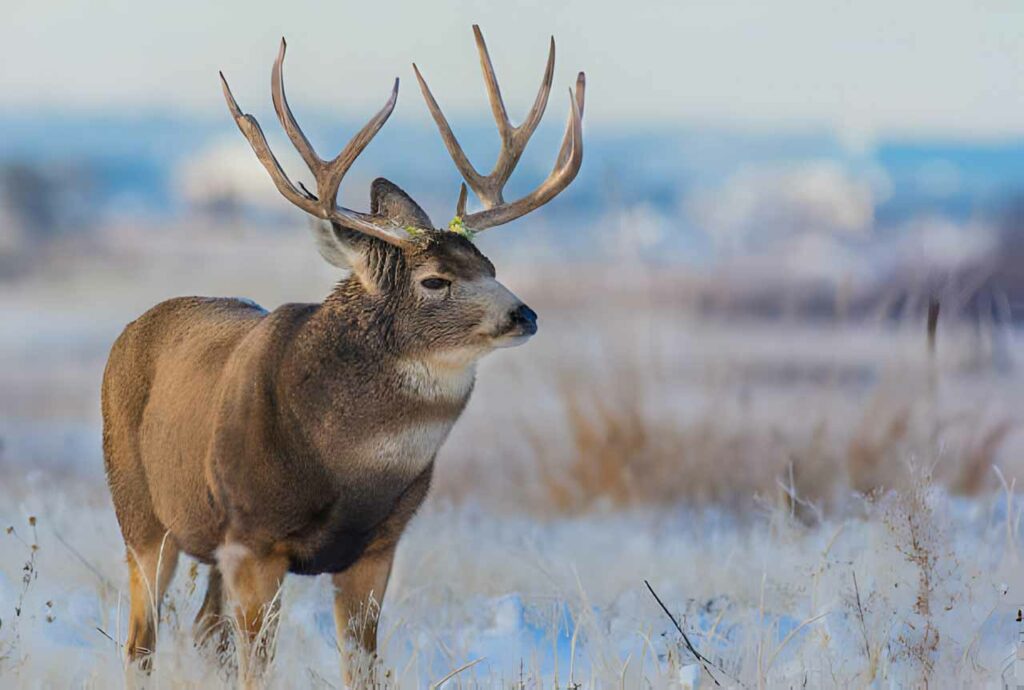 Mule deer buck foraging in the Plains after a snowfall