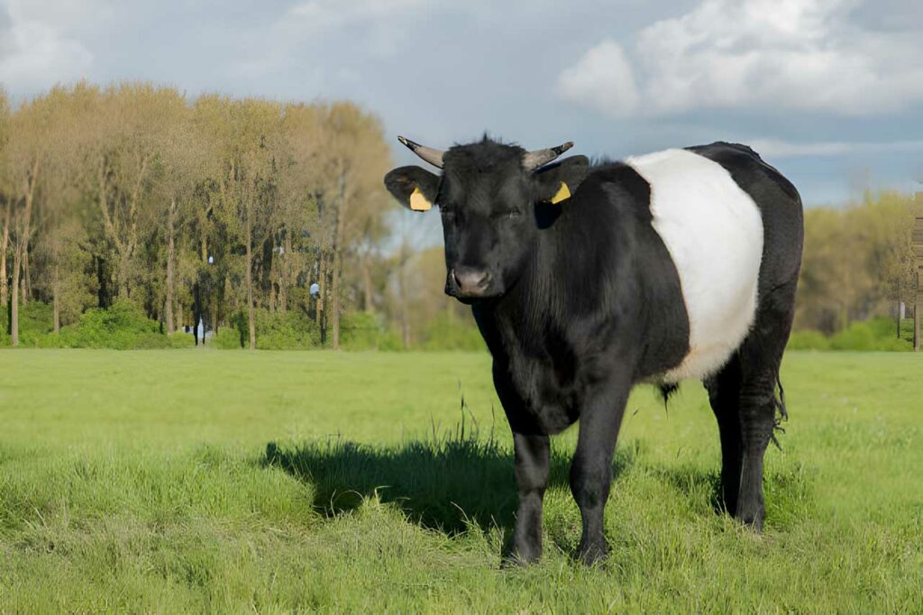 One black and white dutch belted lakenvelder cow seen standing in a meadow