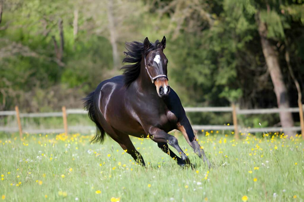 Quarter Horse run free in meadow frontal view