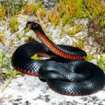 Red-bellied Black Snake in defence stance