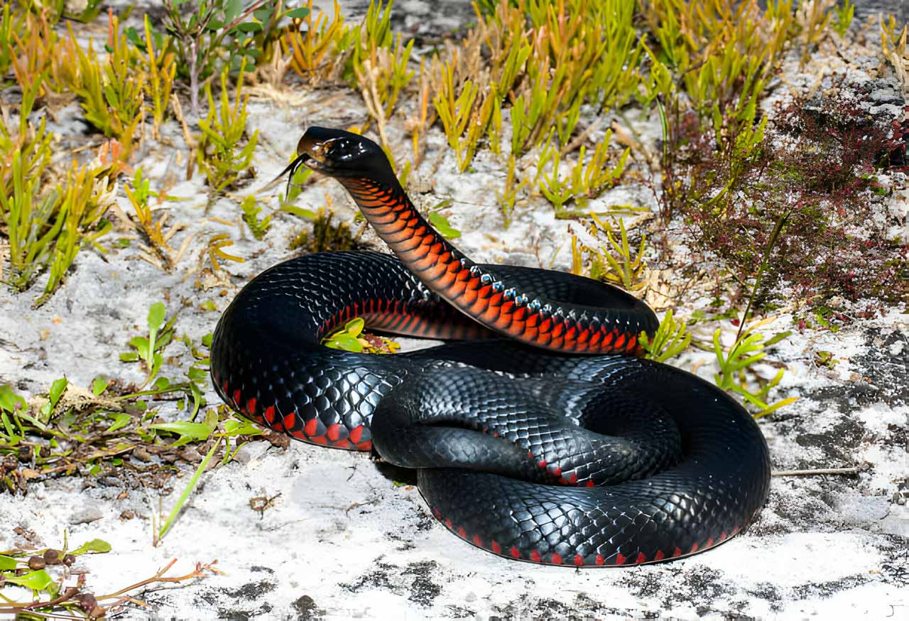 Red-bellied Black Snake in defence stance
