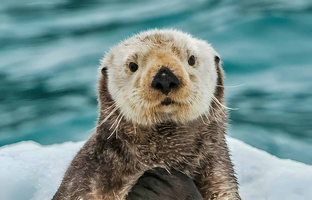 Sea Otter on Ice