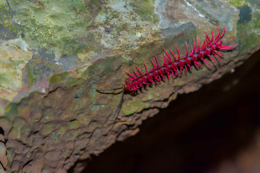 Shocking pink millipede found at Uthai Thani,Thailand