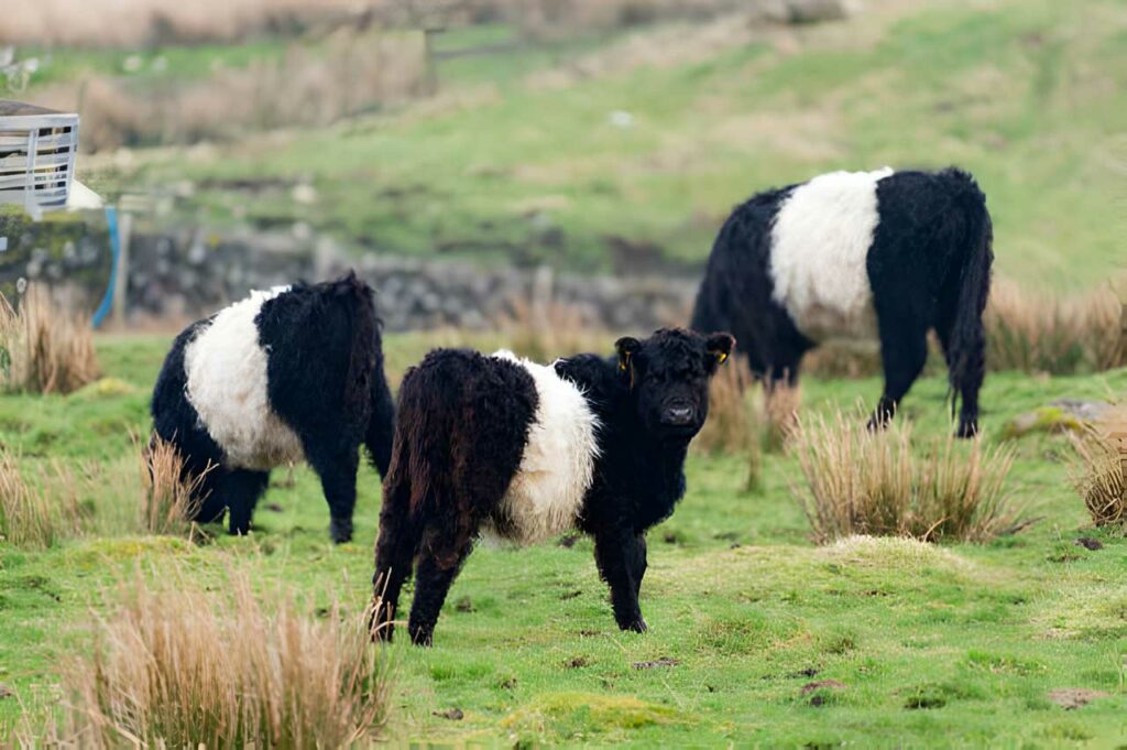 Small group of Belted Galloway Cattle