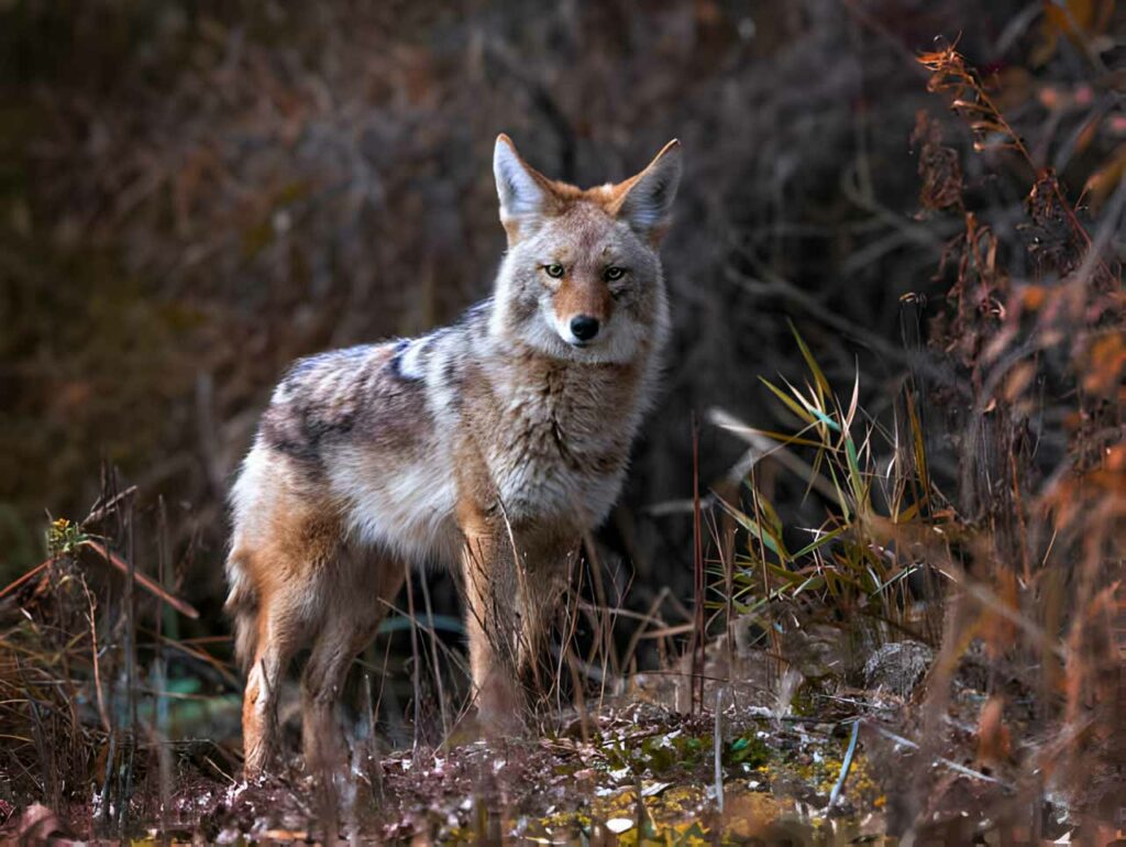 A wild coyote out in nature