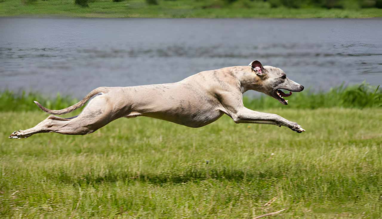 greyhound dog quickly runs at high speed
