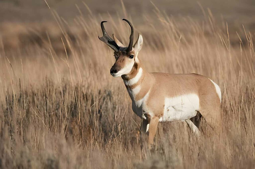 pronghorn antelope in the wild
