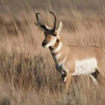 pronghorn antelope in the wild