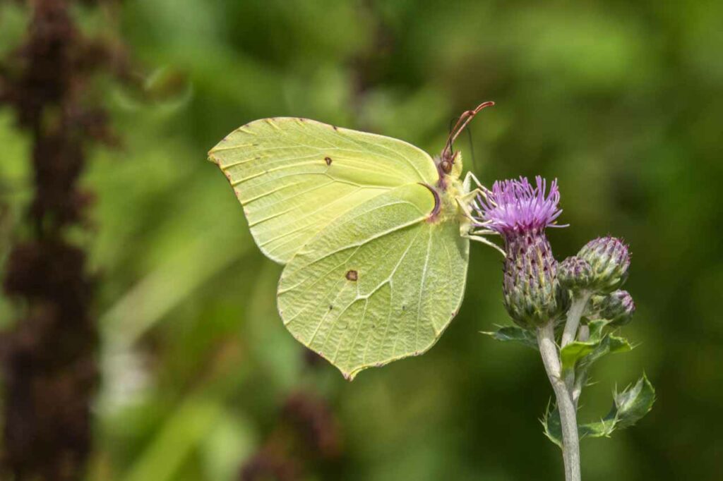 A common brimstone on a flower