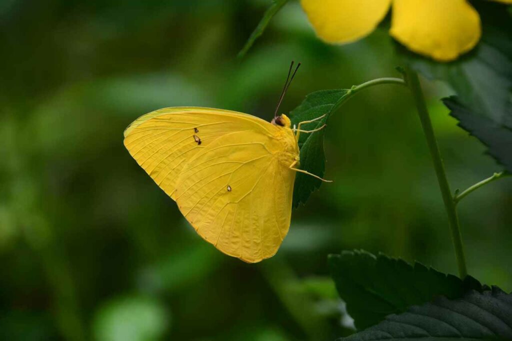 Cloudless sulphur butterfly in Florida