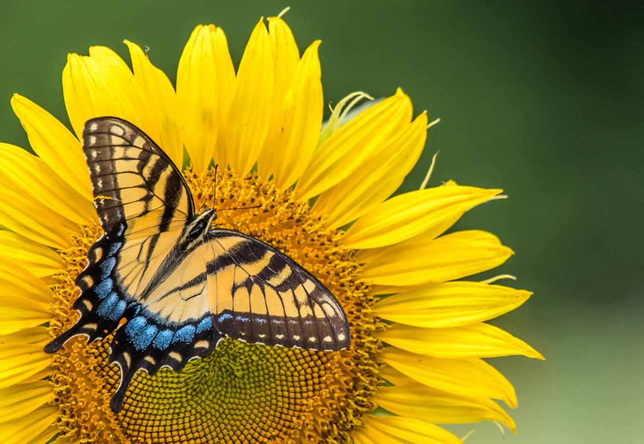 Tiger Swallowtail butterfly on sunflower